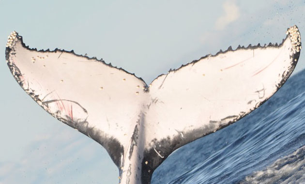 Fluke 1