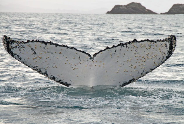 Fluke 2