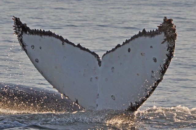 Fluke 3