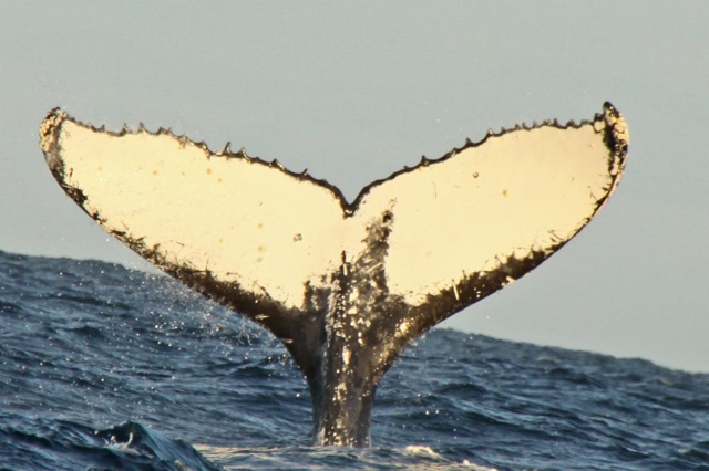 Fluke 4