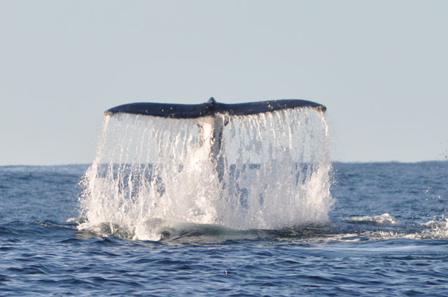 Tail cascading water