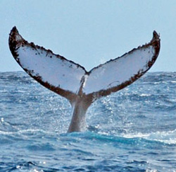 Good fluke image - markings clearly visible