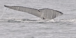 Not useful for research - oblique angle, low contrast
