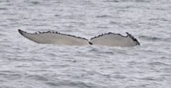 Not useful - over 50% of fluke submerged